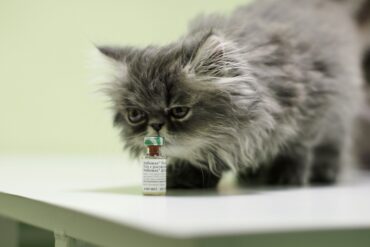 вакцинация домашних животных в Москве