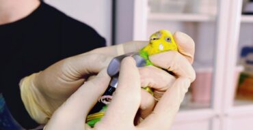 Лечение птиц в Челябинске в ветеринарной клинике "Добрый Хвост"